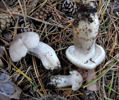 Tephrocybe putida