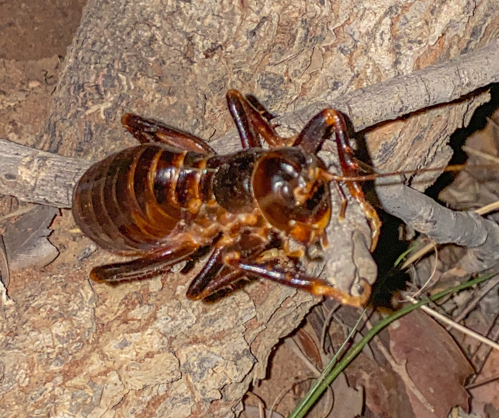 Sand Crickets from LP, ZA on January 12, 2021 at 07:44 PM by ...