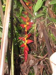 Heliconia pogonantha