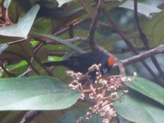 Tachyphonus delatrii