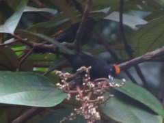 Tachyphonus delatrii