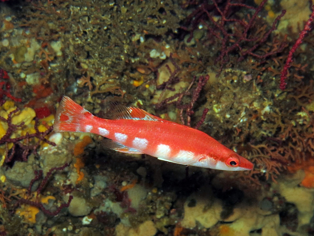 Iris Wrasse