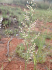 Eragrostis gummiflua