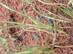 Eragrostis gummiflua