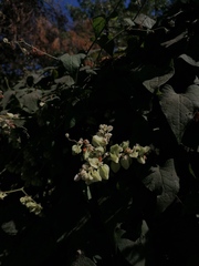 Antigonon flavescens