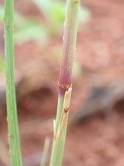 Eragrostis gummiflua