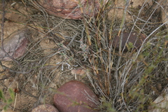 Trichodiadema gracile