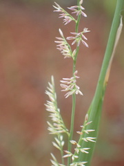 Eragrostis gummiflua