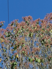 Heliocarpus pallidus