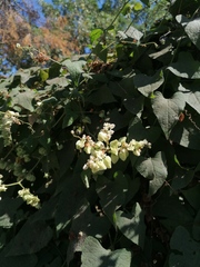 Antigonon flavescens
