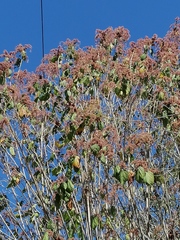 Heliocarpus pallidus