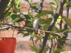 Archilochus colubris