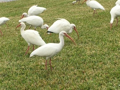 Eudocimus albus