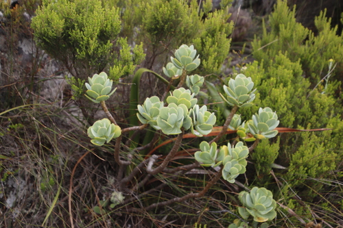 Othonna dentata