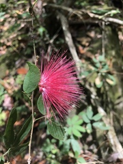 Calliandra