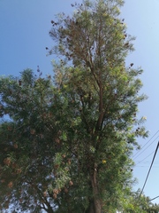 Astianthus viminalis