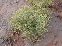 Fimbristylis squarrosa