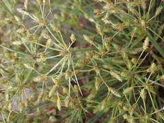 Fimbristylis squarrosa