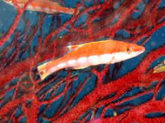 Iris Wrasse photo 3