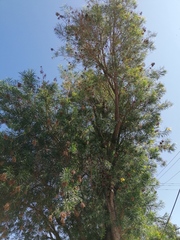 Astianthus viminalis
