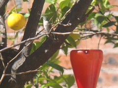 Archilochus colubris