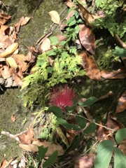 Calliandra