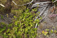 Centella eriantha