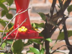 Archilochus colubris
