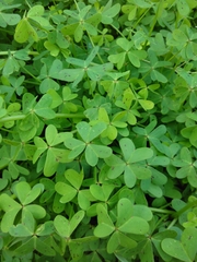 Oxalis pes-caprae