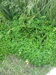 Oxalis pes-caprae