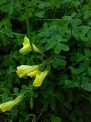 Oxalis pes-caprae