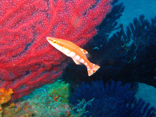Banded wrasse (Lappanella fasciata) — Labridae — 4