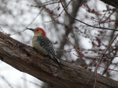 Melanerpes carolinus