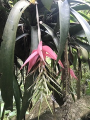 Billbergia rosea