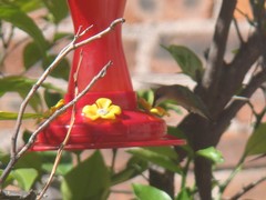 Archilochus colubris