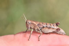 Pezotettix giornae