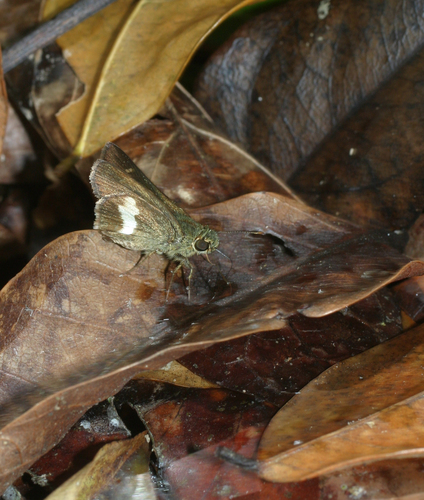 Long-banded Ace