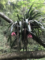 Billbergia rosea