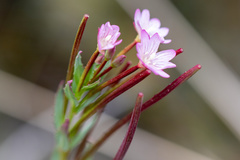 Epilobium australe
