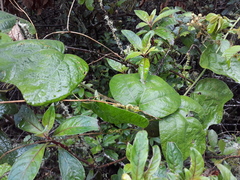 Passiflora sexflora