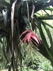 Billbergia rosea