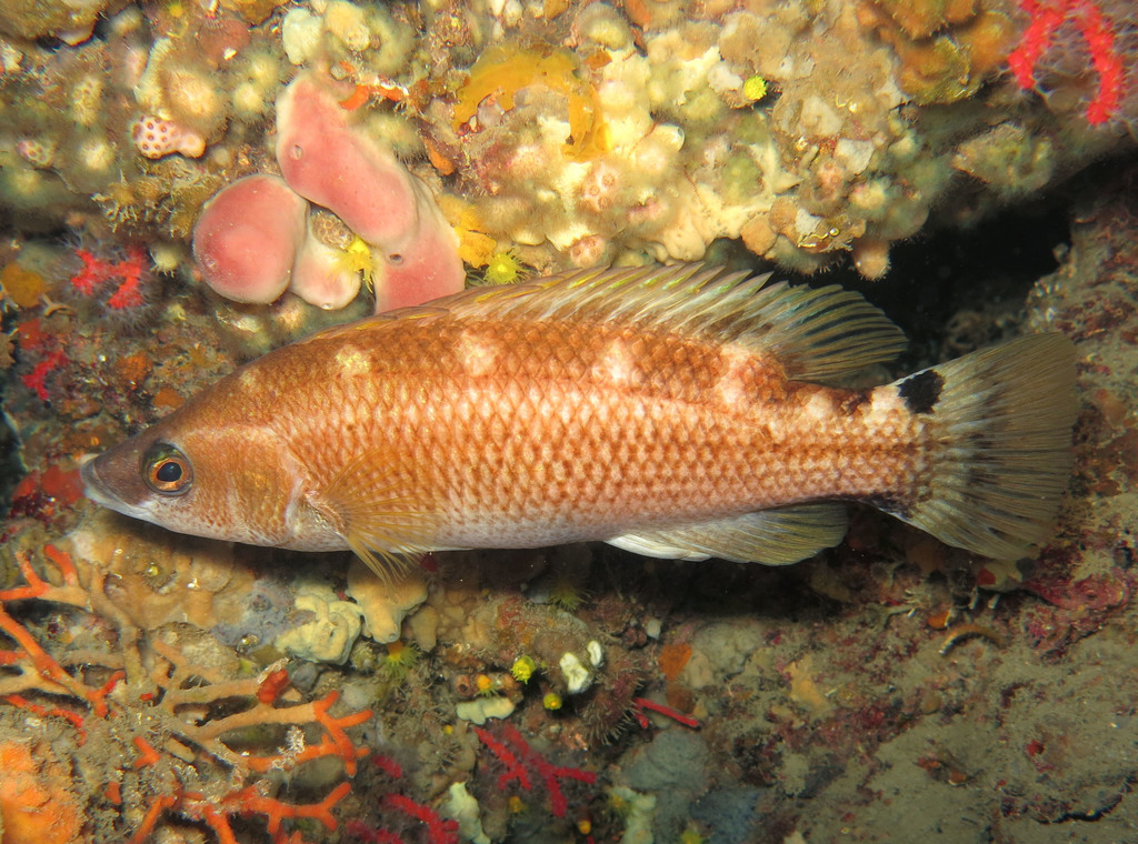 Scale-Rayed Wrasse