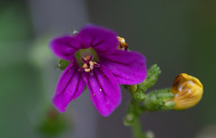 Geranium magellanicum