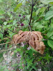 Antigonus funebris