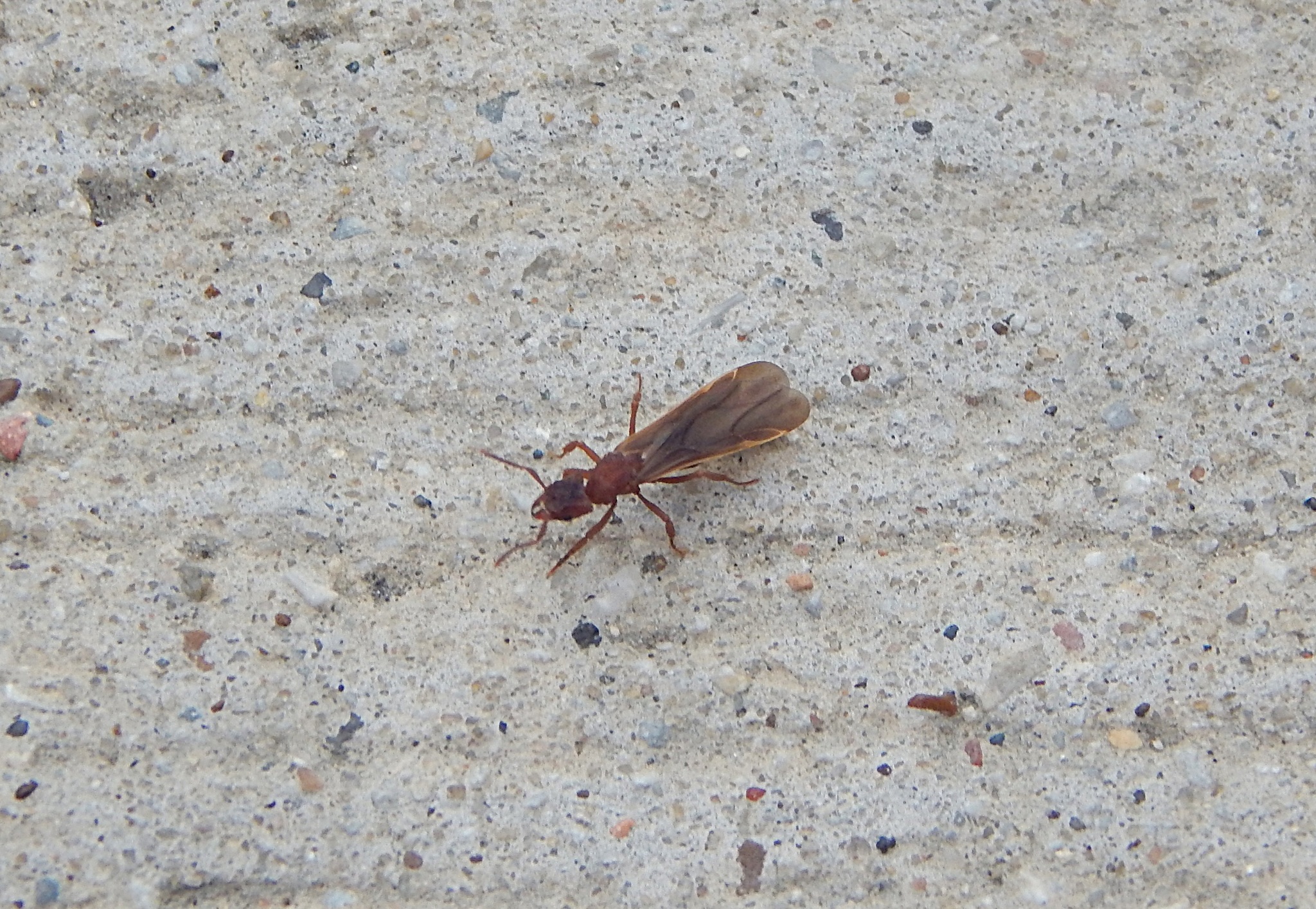 Trachymyrmex