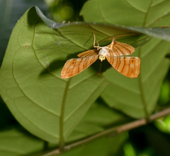 Chersonesia risa risa