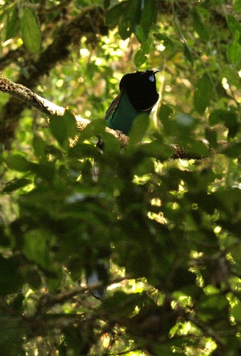Arfak Astrapia (Astrapia nigra)