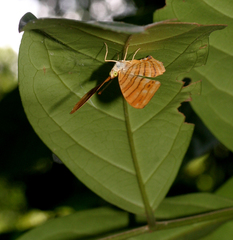 Chersonesia risa risa