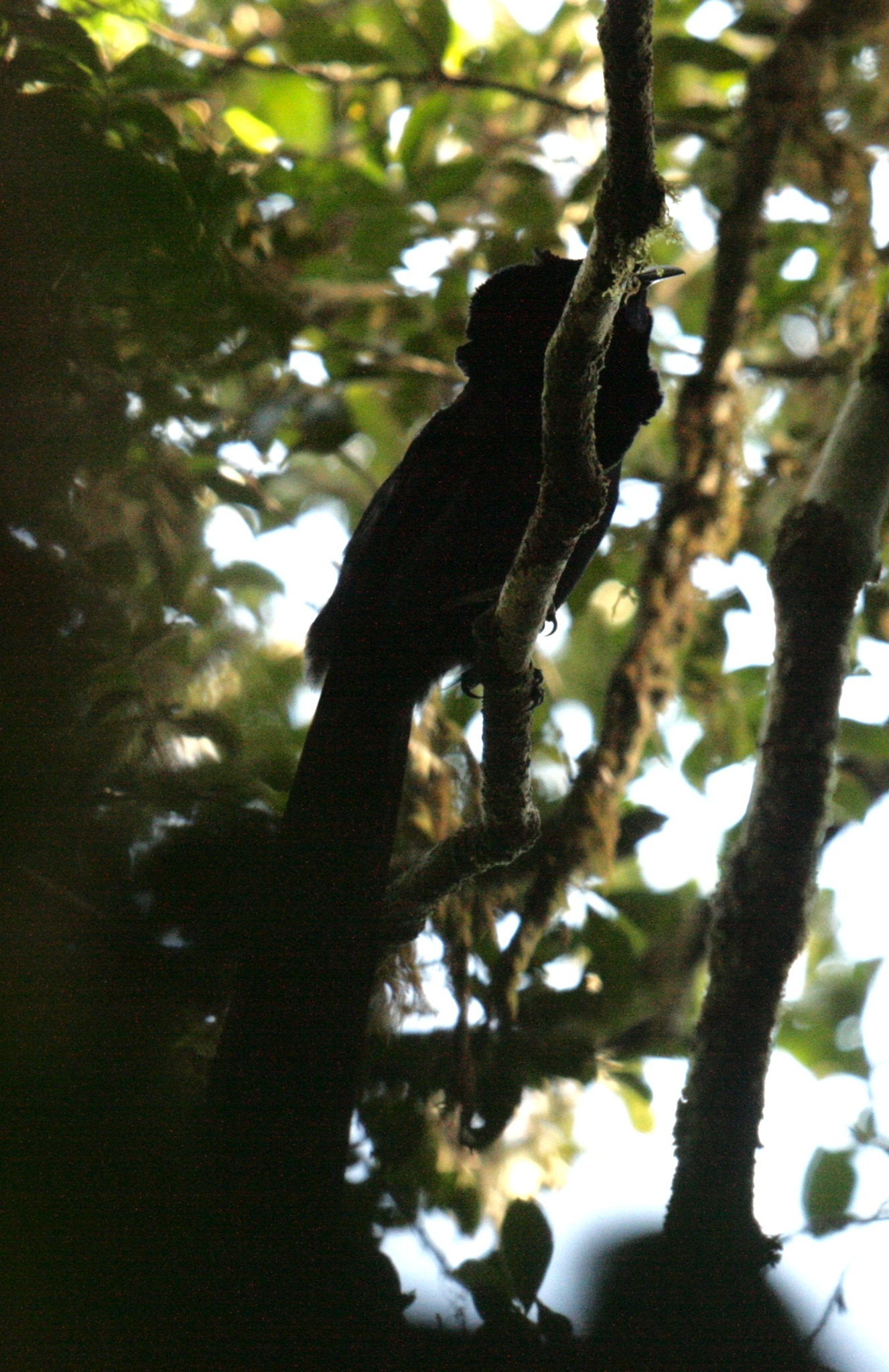 Arfak Astrapia (Astrapia nigra), photo 2