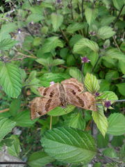 Antigonus funebris